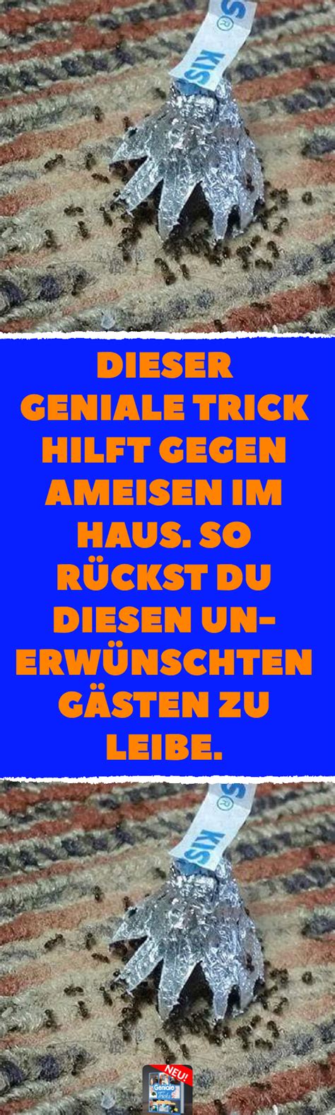 Dichten sie ritzen und spalten mit lehm, silikon oder leim ab. Ameisen mit einfachem Trick vertreiben. | Ameisen im haus ...