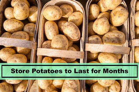 Potatoes and onions both release gasses that causes the other to spoil faster. Storing Potatoes: How to Make It Last for Months? - Plants ...