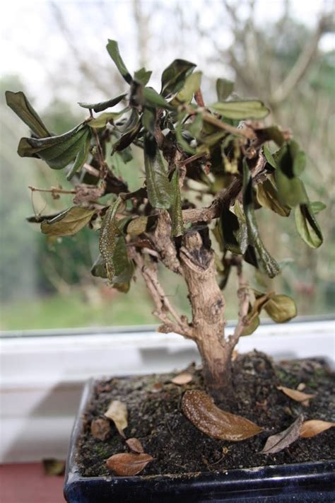 If you don't prune, its branches and leaves will grow i have a huge jade *tree* that i didn't bring inside soon enough when it started to get cold here in mi. How To Rescue A Dying Bonsai Tree | Bonsai Tree Gardener