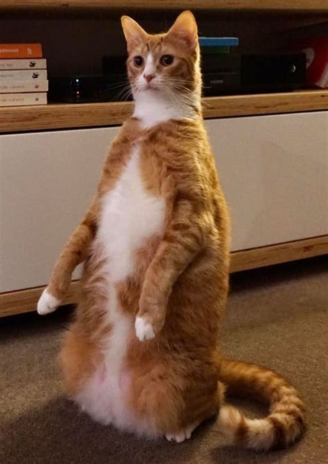 Breeders can and have greatly influenced things like size, personality, heft of the body, length of coat. 32 Best Photos Orange Tabby Cat Personality Reddit - Pinto ...