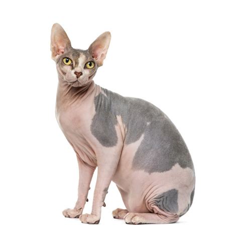 The hairless sphynx is the cat most often associated with being a hypoallergenic cat breed. Answer These Questions And We'll Tell You What Type Of Cat ...