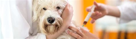 Welcome to mission animal clinic! HOSPITAL VETERINARIO 24 HORAS TENERIFE SUR, ARONA, ADEJE ...