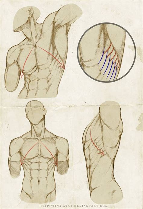 Torso muscles, deltoid muscle, pectoralis major, serratus. 絵描き方에 있는 핀