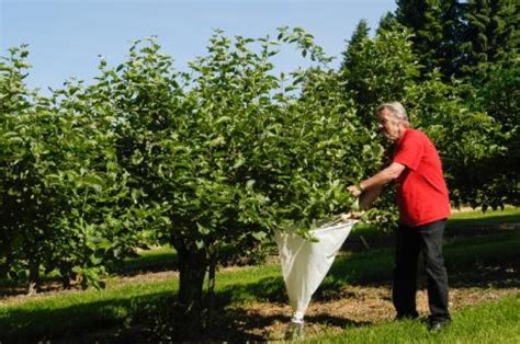 This pests and ipm module is designed to introduce undergraduate students to insect, weeds and disease pests, integrated pest management, and the dominant transgenic crop pest management technologies. Integrated Pest Management (IPM) - Nibio