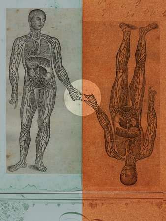 The human body is everything that makes up, well, you. Medical illustrations of a mans body showing circulatory ...