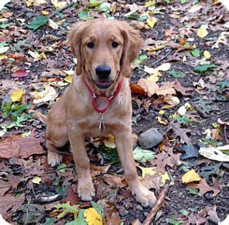 This golden retriever/great pyrenees mix is an energetic pup that enjoys 5 mile daily walks and chasing squirrels if you love the smell of puppy breath, marley may be the dog for you. Cheshire, CT - Golden Retriever. Meet Oliver, a puppy for ...
