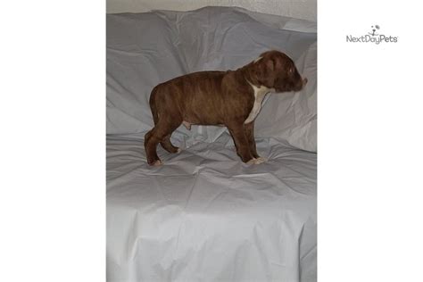 The family i have now tells me that i am a true cutie and any family would be lucky to have me. Breezy: Boxer puppy for sale near Dallas / Fort Worth, Texas. | a2095235-3321