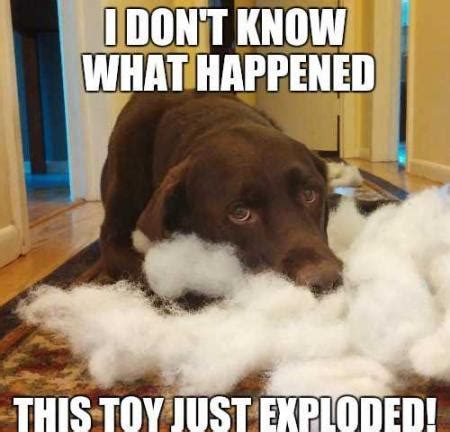 Once in the middle he comes across a whale, hanging out. 17 Hilarious Labrador Memes Guaranteed To Make You Laugh ...