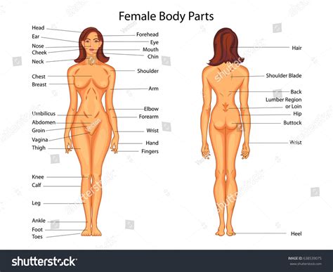This diagram depicts female body diagram. Medical Education Chart Biology Female Body Stock Vector ...