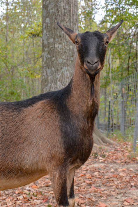 It's a speaker that clips to the collar of your dog, cat or bird. Goat Pet Speaker Sales - Pets Ideas