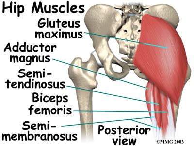 Muscles play an important role in the. Muscles In Hip Area - Massage For Hip Pain Gluteus Medius Minimus / The hip joint is a ball and ...