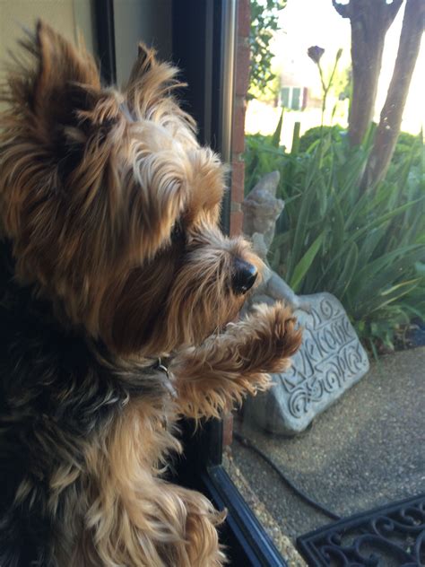50 cute text messages to send your guy (that he secretly craves) thought catalog. Gucci waiting for his girlfriend, Lilly. 🐶 | Animals, Make ...