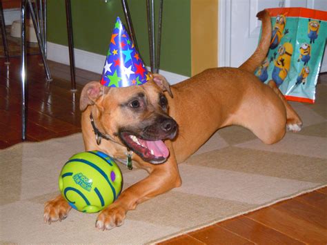 Boxer puppies light up a room with their silly personality. Nala - New Jersey Boxer Rescue