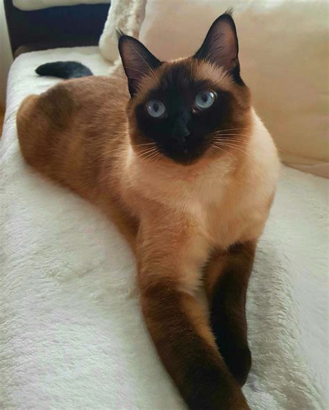 We did not find results for: Pin by Karine Robin on Ela s Welt | Siamese cats, Kittens ...