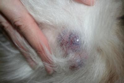 It is also the most common, and there should be special concern if the vomit has blood in it. Growths In Dogs Stomach