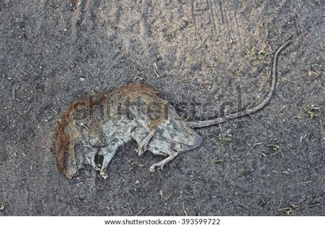 In fact, when a dead animal crosses your path, it has a metaphysical message for you. Rat Crushed Remains Dead Stock Photo (Edit Now) 393599722