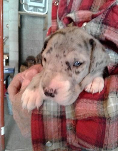 The puppy was born with a fifth paw and is currently under the care of stray rescue of saint louis. Great Dane Puppy for Sale - Adoption, Rescue for Sale in ...