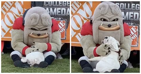 Jun 18, 2021 · this family's new puppy climbed onto a baby seat to cuddle with her favorite toddler. Viral video captures loving moment between bulldog puppy ...