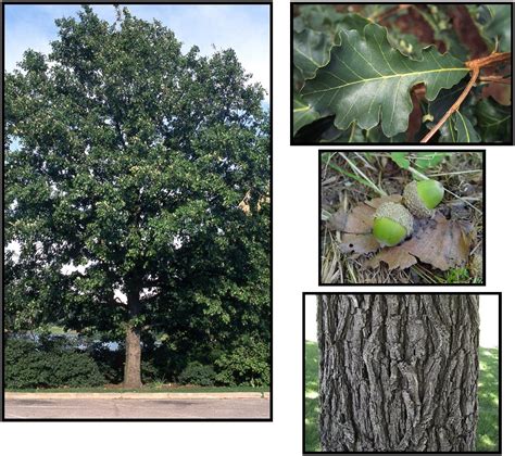 Maybe you would like to learn more about one of these? BUR OAK - Hinsdale Nurseries