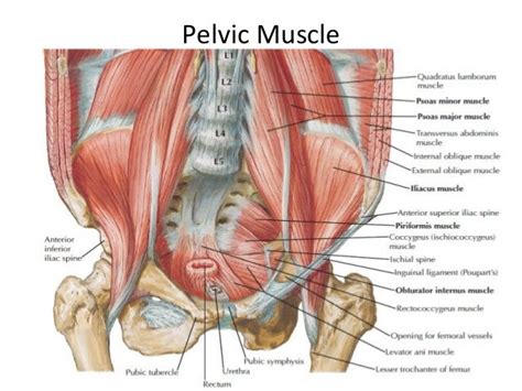 Attached to the pelvis are muscles of the buttocks, the lower back, and the thighs. pelvic muscle anatomy - Google Search