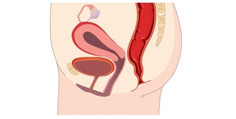 Female reproductive system labeled parts, learn more about female reproductive system labeled parts. Girl sexual parts diagram - Babes - freesic.eu