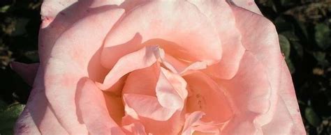 Bush is set to be laid to rest at his presidential library on the campus of texas a&m university in college station, texas. Hybrid Tea Rose Rosa 'Barbara Bush'