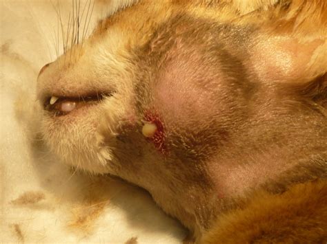 An abscess is a painful collection of pus as the white blood cells attack the bacteria, some nearby tissue dies, creating a hole which then fills with pus to form an abscess. Cat Bite Abscess