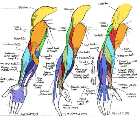As a fitness professional and an exam candidate, there is no way of getting around the fact that you need to know your anatomy! Comic Art Reference - Human Arm Muscles