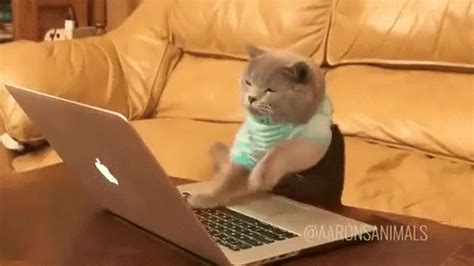 Enjoy this great collection of funny cat gifs, 3d renderings and kitty cartoons. cat typing furiously - SociaLife Chicago - Events, Fashion ...