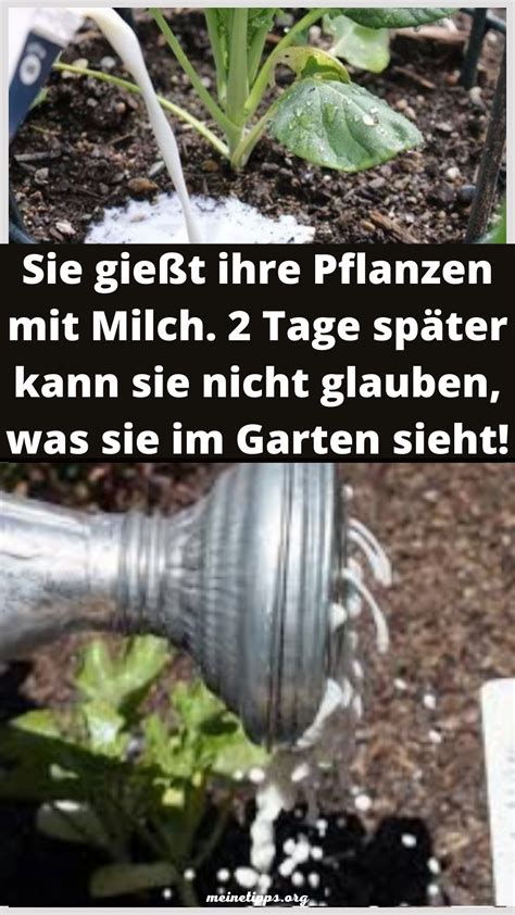 Was habt ihr so im garten? Sie gießt ihre Pflanzen mit Milch. 2 Tage später kann sie ...