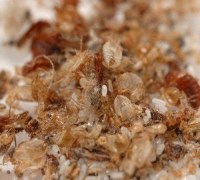 By the time termite evidence becomes evident to the general public, it means the infestation and termite colonies have become significantly large and destructive.q. Bed-bug-waste-and-eggs - Byron Bay Pest Control - Active ...