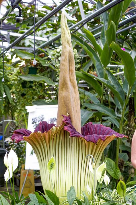 I'm amazed at how nice. Smelly Corpse Flower Blooms Today For First Time in 11 ...