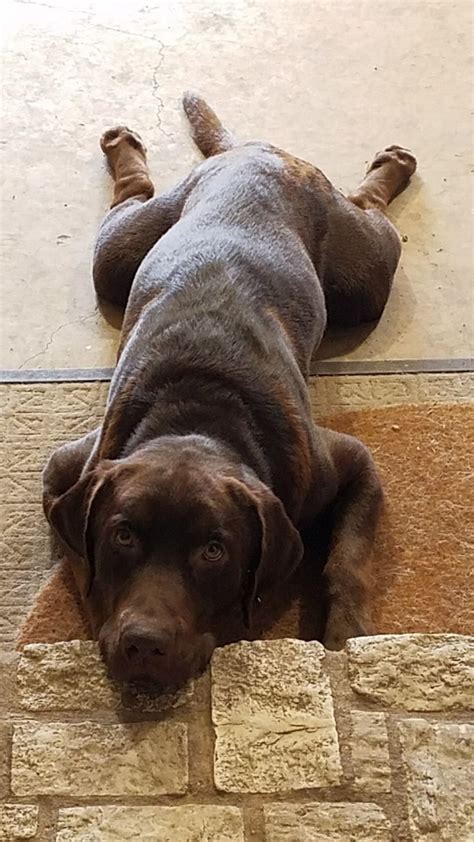 This handsome blind senior dog came to us from fort worth animal care and control. Labrador Retriever dog for Adoption in Fort Worth, TX. ADN ...