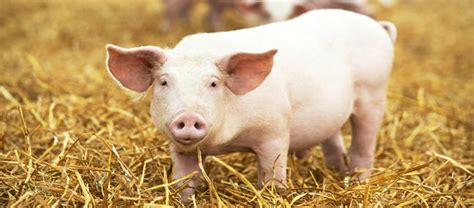 Cette belle garce soumise est si. une femme baiser par un cochon