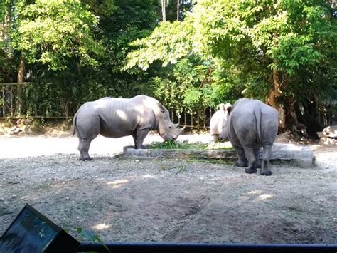 Rm 16 children between 3 to 12 years of age: Zoo Taiping & Night Safari (太平) - 旅游景点点评 - Tripadvisor