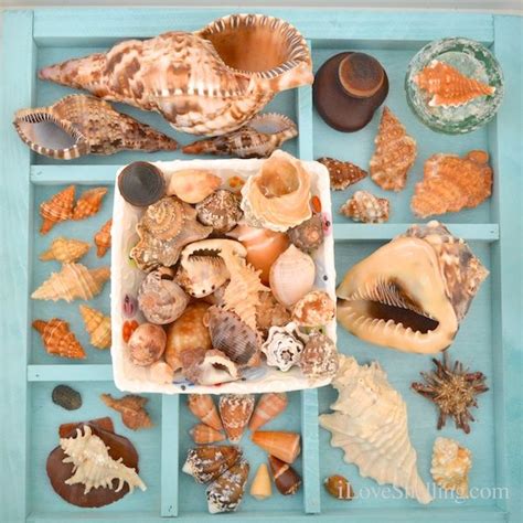 Find your coastal coffee table with nautical appeal and unique style today! Seashell Display Table Ideas | Sea shells, Seashell ...