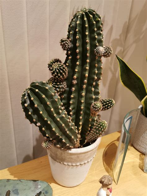 They require minimal care and attention, which also but no matter how low their watering and maintenance needs, they are not immune to problems that when your cactus started to grow abnormally, the only way to fix it is by moving the cactus to a. My grandpa's never dying cactus (it's fallen out of the ...