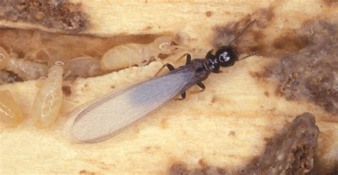 We did not find results for: Termites: Everything You Wanted To Know But Were Too ...