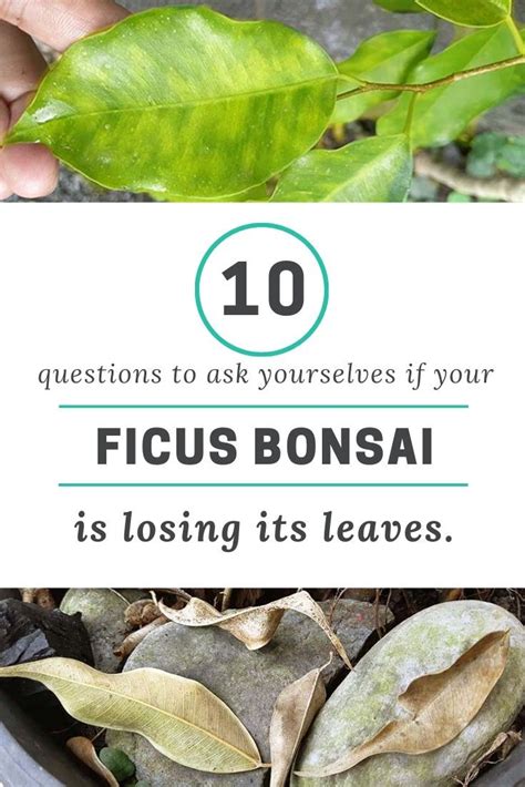 It will not have an 'autumn`. Losing Ficus Bonsai Leaves? Problem Solved! | Ficus ...