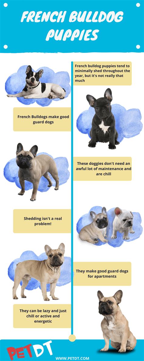 The french bulldog is a popular but controversial breed with a flat face and oversized ears. French Bulldog Puppies: A Complete Guide - PetDT