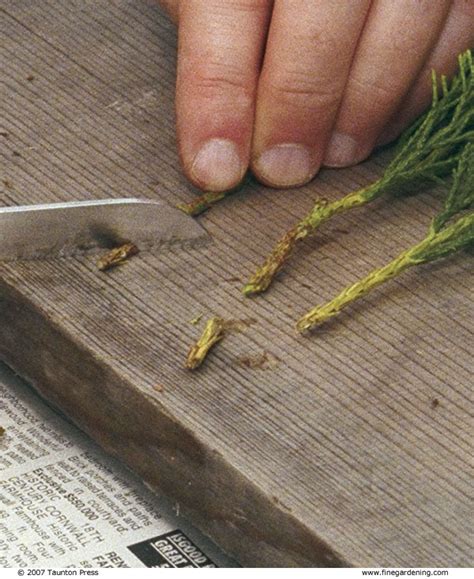 The first step is to pull a leaf gently from side to side and try to take it out with a base. Grow Your Own Conifers from Hardwood Cuttings - FineGardening