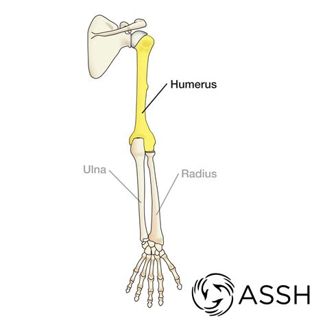 Those that are closest to the shoulder are the thickest and strongest, since they must keep the upper recruitment patterns of the scapular rotator muscles in freestyle swimmers with subacromial impingement. Body Anatomy: Upper Extremity Bones | The Hand Society