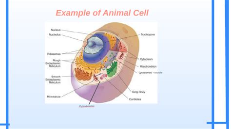 Cell structure and organelle examples include: Example of Animal Cell by