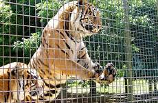 zoos captivity mogo tigers educate psu 2281 youthvoices controversy showcase maltractament conservation