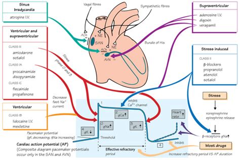Dr Han Naung @ Henry Han : Electrophysiology and Heart Rhythm : Mechanisms of Antiarrhythmic Drugs