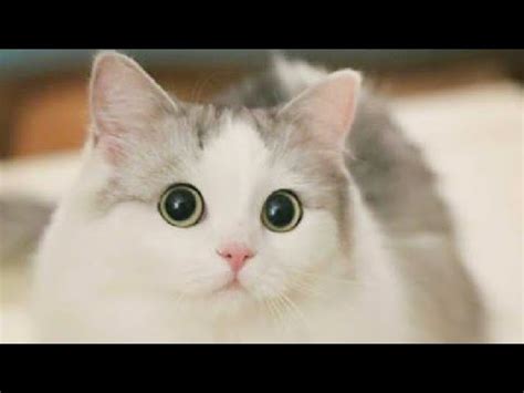 We did not find results for: KUMPULAN FOTO KUCING LUCU dan IMUT - YouTube