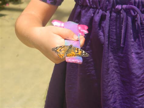 The earliest discovered fossil moth dates to 200 million years ago. The "Unknown" Florida: Lukas Nursery/Butterfly Encounter ...