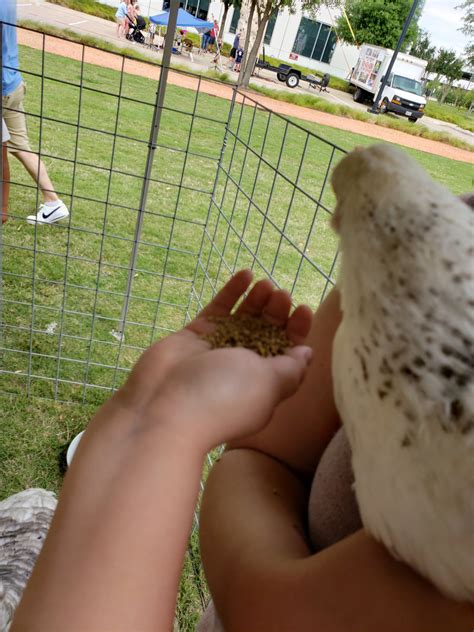 In addition to independent petting zoos, also named children's farms or petting farms, many general zoos contain a petting zoo. Mobile Petting Zoo Party - Farm Animal Petting Zoo -Dallas ...