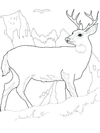 Deer head whitetail illustrations & vectors. Realistic Deer Coloring Pages at GetColorings.com | Free ...