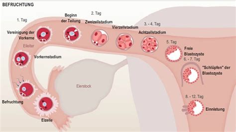 Als einnistung (nidation) wird der vorgang bezeichnet, bei dem sich eine befruchtete eizelle in der aufgebauten gebärmutterschleimhaut festsetzt. Interaktive Grafik zur Befruchtung